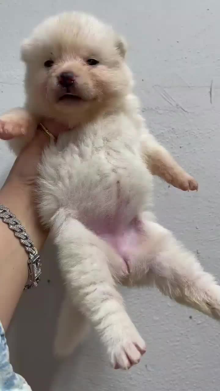 توله آکیتا ژاپنی|سگ|اصفهان, گلزار|دیوار