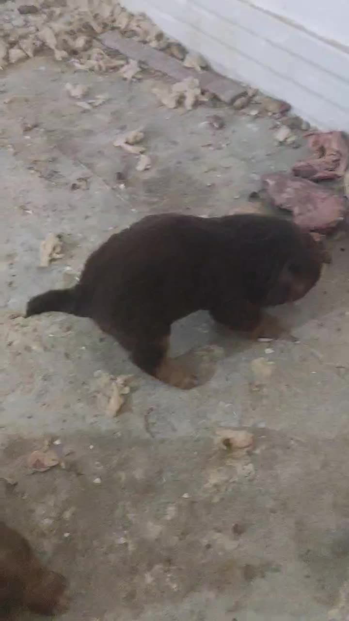 میکس نژاد پامر و شیتزو|سگ|بروجرد, |دیوار