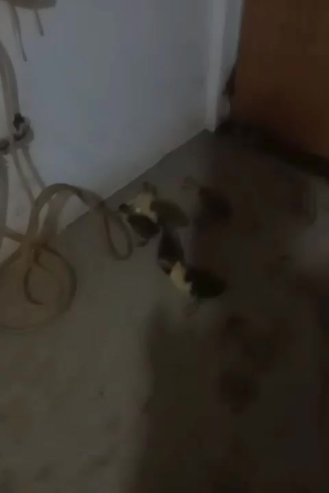 غاز|پرنده|تویسرکان, |دیوار