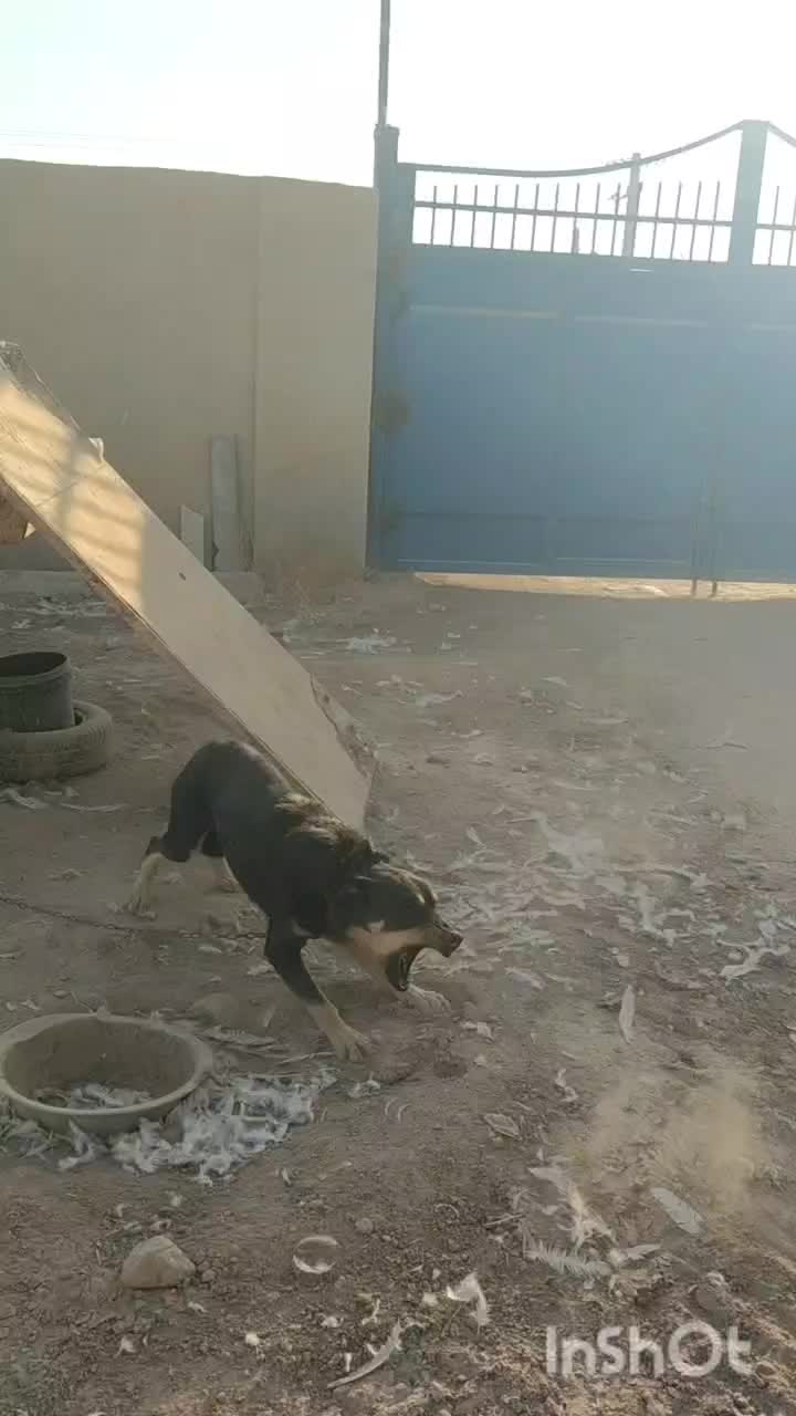 سگ نگهبان (مخصوص باغ)|سگ|برخوار, |دیوار