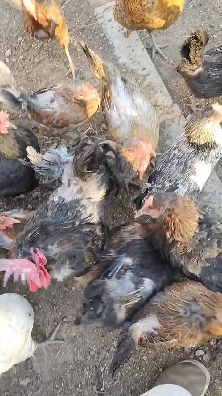 مرکزتولید و فروش گوشت مرغ و خروس کوردی و فروش جوجه|حیوانات مزرعه|کرمانشاه, |دیوار