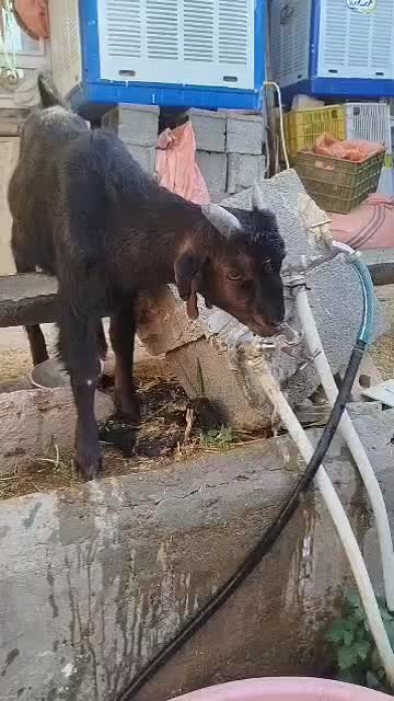 گوشت کهره و بره|خوردنی و آشامیدنی|فسا, |دیوار