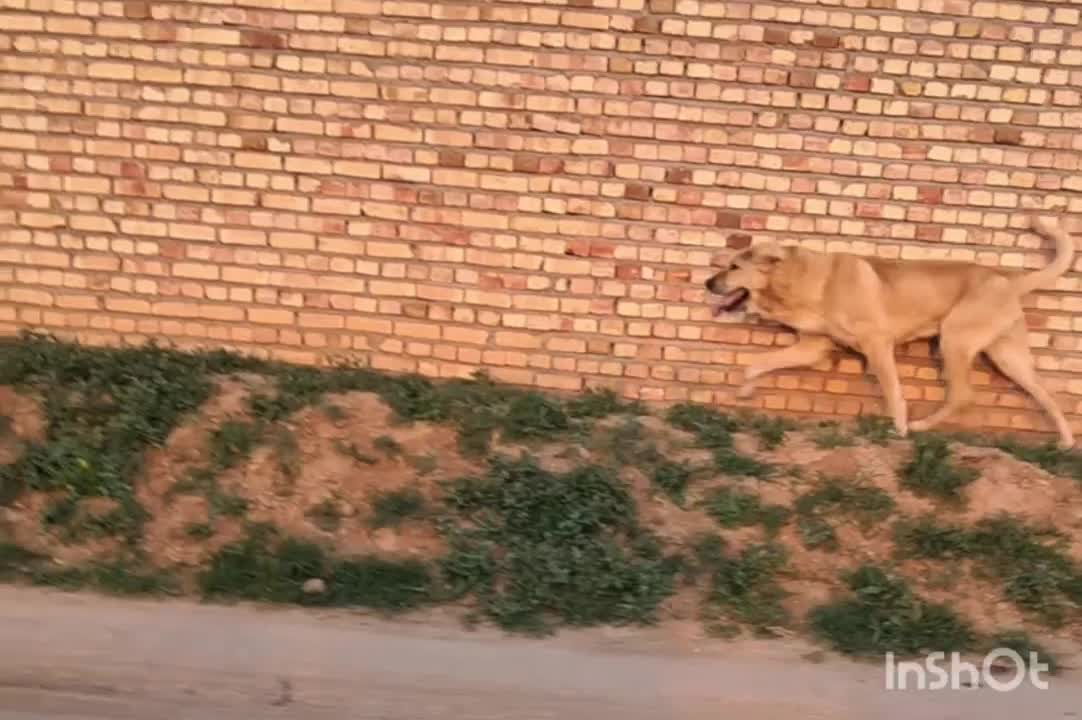 سگ پژدر|سگ|مرند, |دیوار