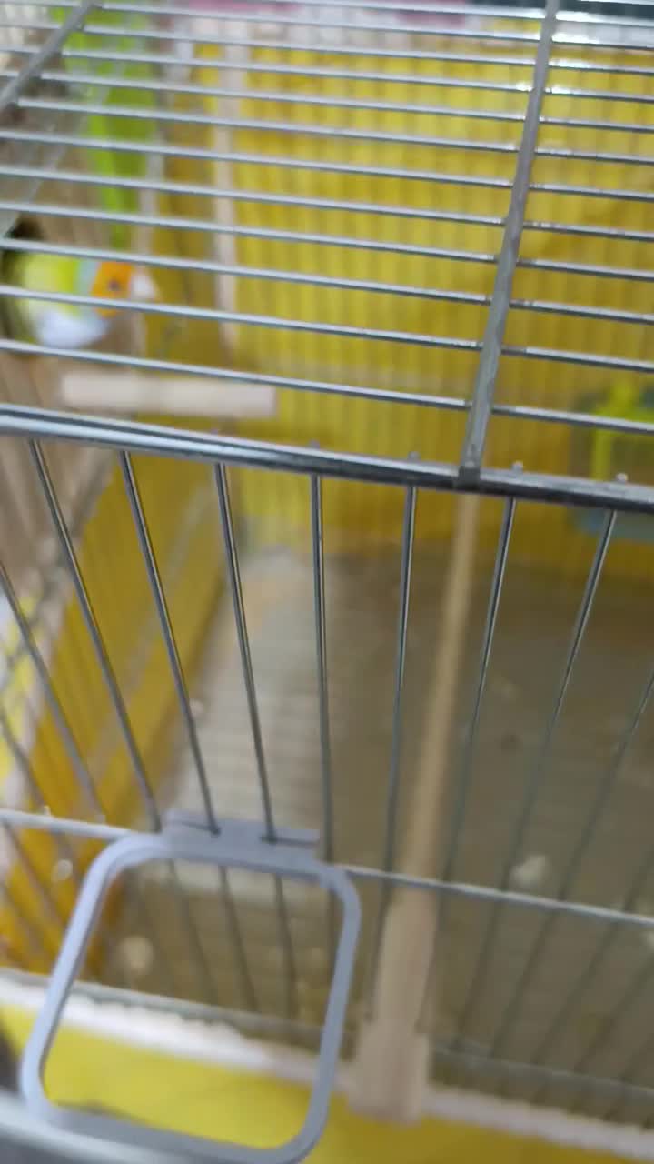 فنج گلدین|پرنده|رشت, یخسازی|دیوار