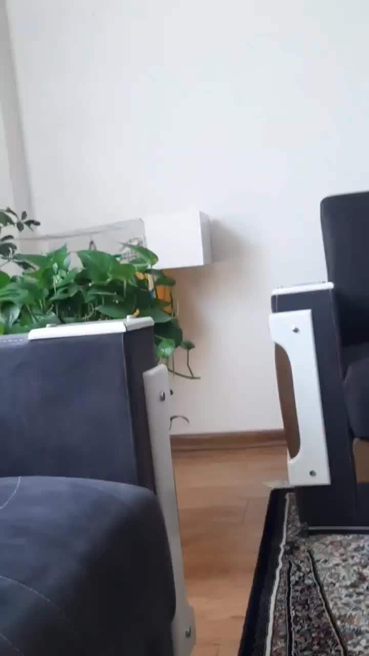 عروس هلندی|پرنده|آشخانه, |دیوار