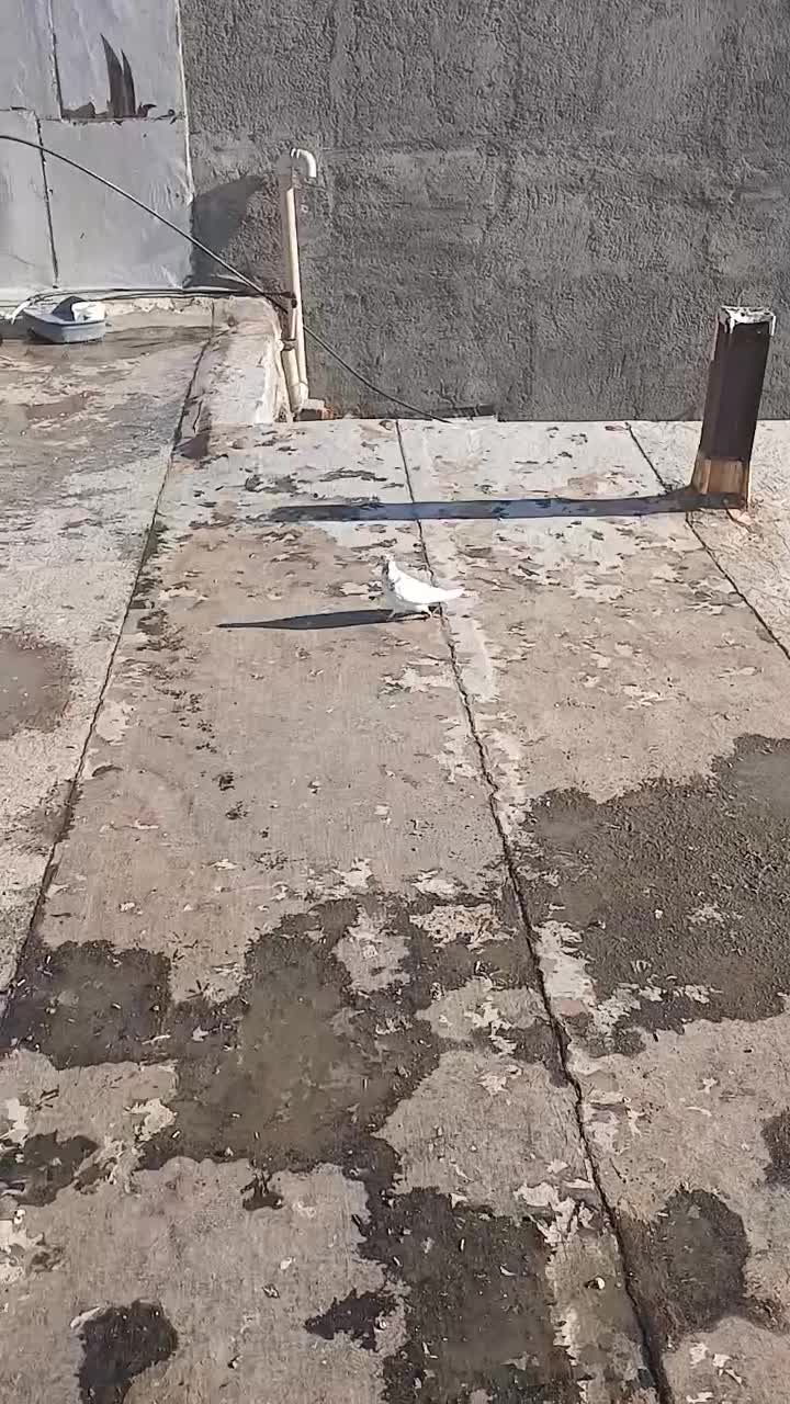 کبوتر طوقی وکله خال اینا|پرنده|سنندج, |دیوار