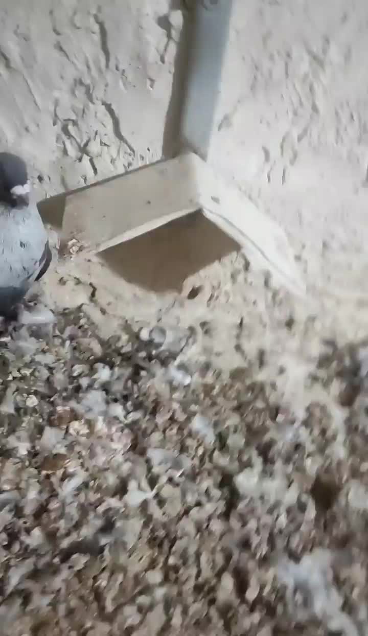 کبوتر|پرنده|برازجان, |دیوار