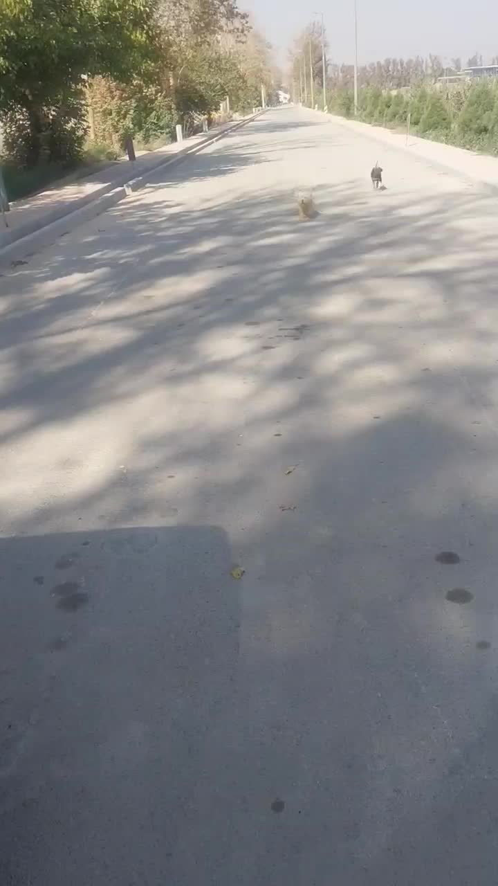 سگ شیتزو|سگ|چهاردانگه (تهران), |دیوار