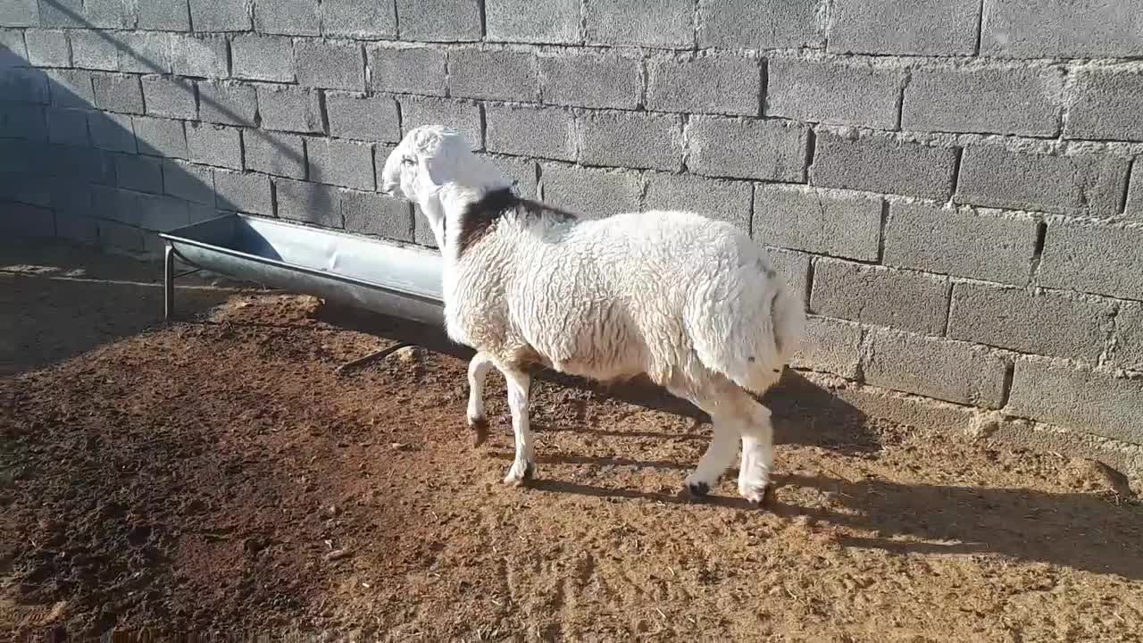 دو راس بره قوچ پلنگی و شال|حیوانات مزرعه|کوهدشت, |دیوار