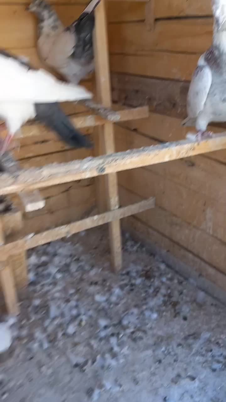 کبوتر پرشی|پرنده|سنندج, |دیوار