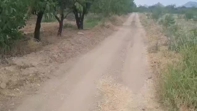 باغ بادام ۵۰۰متری و ۱۰۰۰متری|فروش دفتر صنعتی، کشاورزی، تجاری|سامان, |دیوار