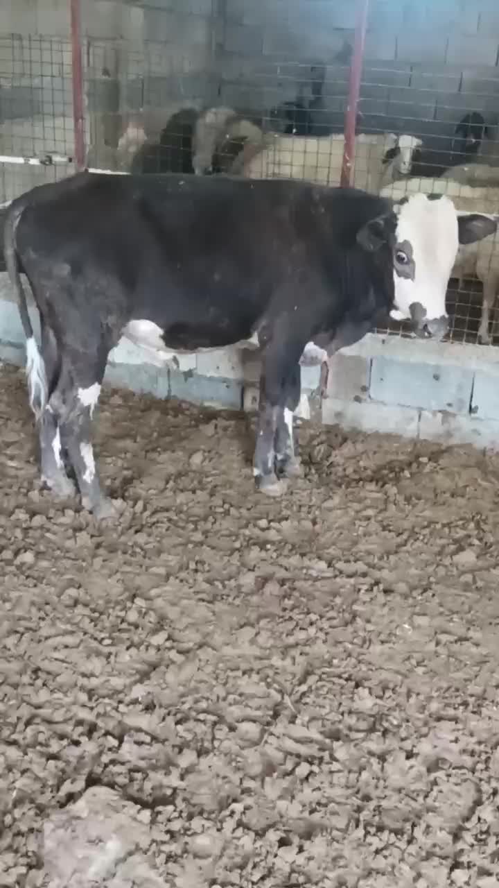 گاوسوئسی نر|حیوانات مزرعه|جوانرود, |دیوار