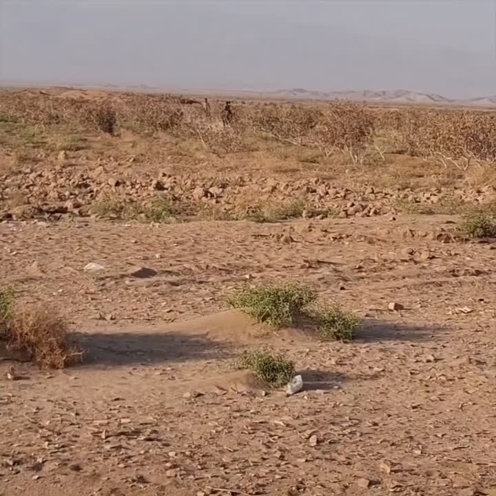 اسب و کره اسب|اسب و تجهیزات اسبسواری|روداب, |دیوار