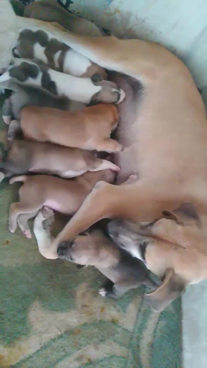 فروشی افغانی اصل|سگ|خاش, |دیوار