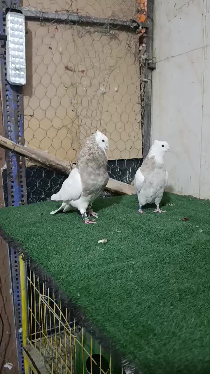 طوقی اجری ..|پرنده|شاهین‌شهر, خبرنگار|دیوار