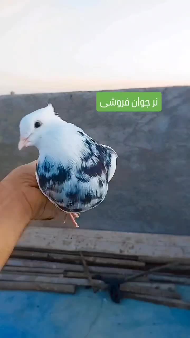 طوقی نر|پرنده|بندر ماهشهر, |دیوار