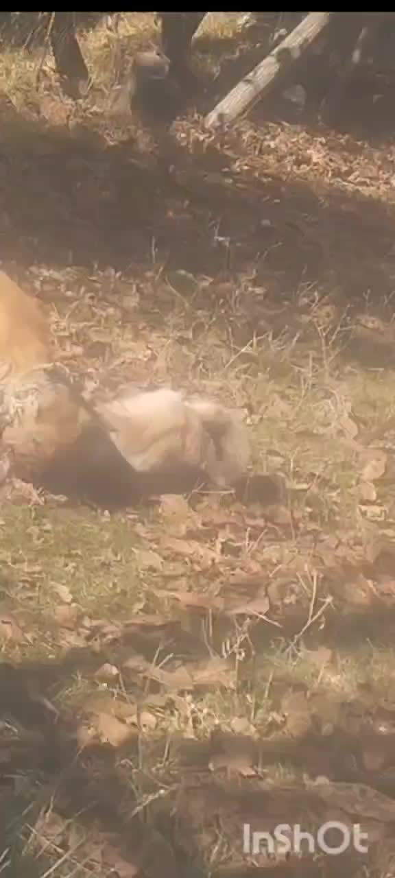 سگ نر|سگ|درگز, |دیوار