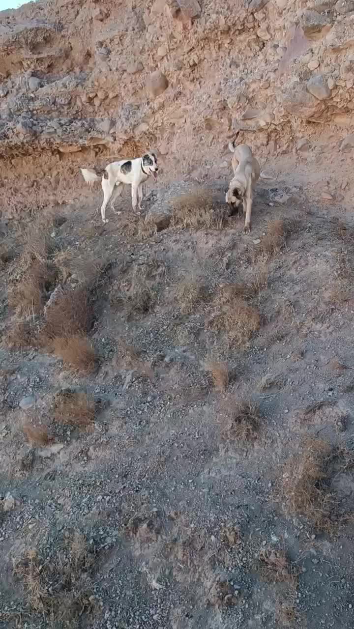 سگ ماده|سگ|قوچان, |دیوار