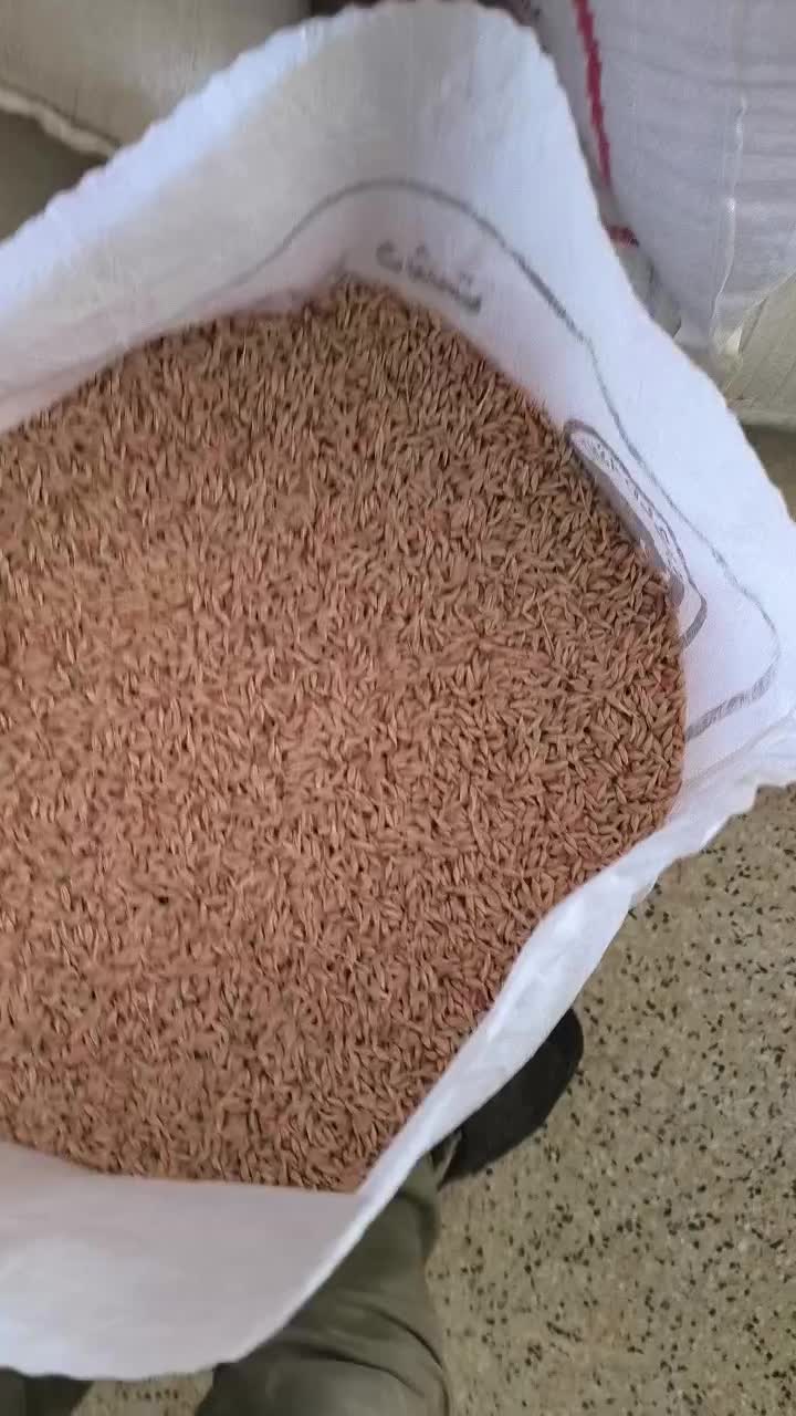 بذر جو آبی|عمدهفروشی|نهاوند, |دیوار