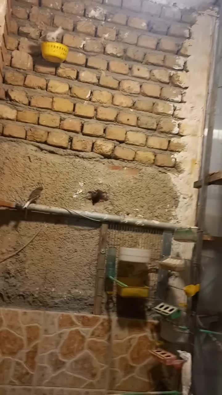 قناری|پرنده|چهاردانگه (تهران), |دیوار