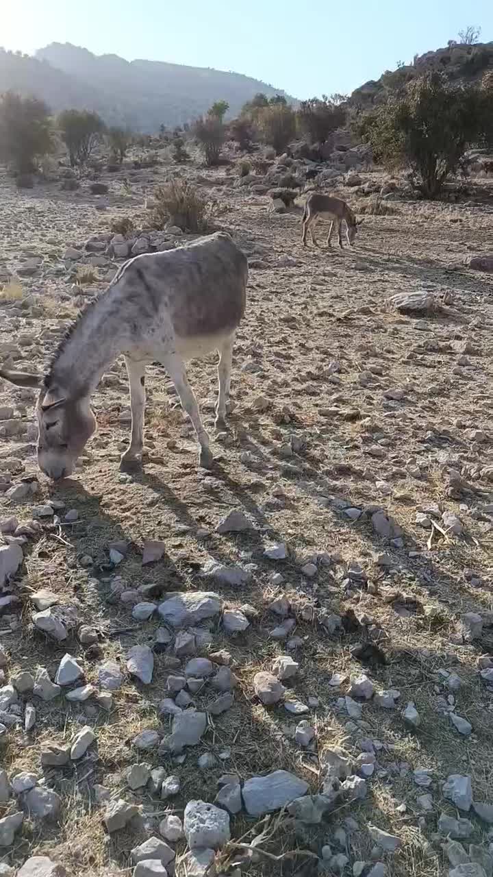الاغ خر|حیوانات مزرعه|شیراز, کیان آباد|دیوار