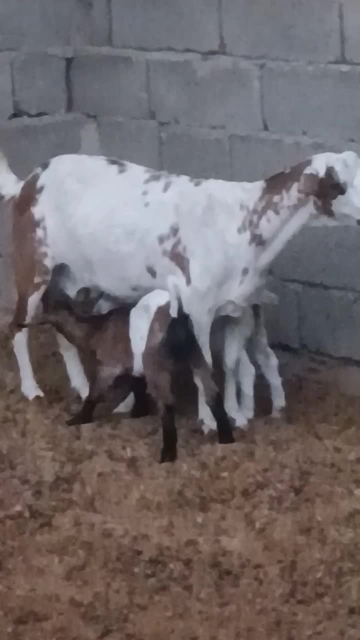 فروش بز صلاله گل توپی دوکهری|حیوانات مزرعه|خمیر, |دیوار