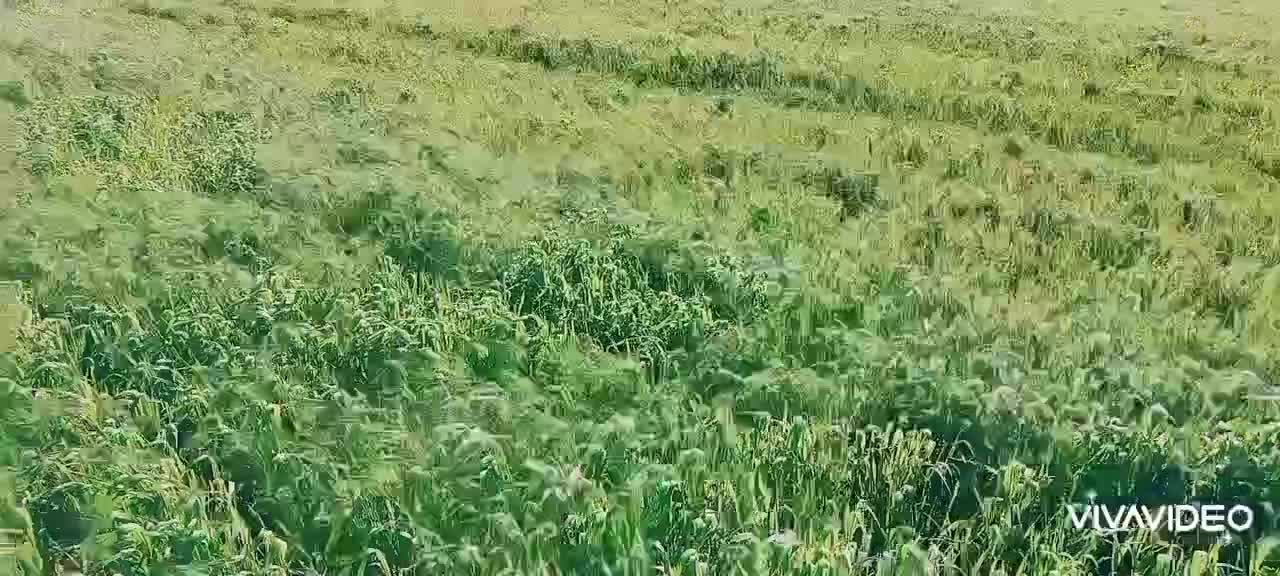 زمین کشاورزی|فروش دفتر صنعتی، کشاورزی، تجاری|قصرشیرین, |دیوار