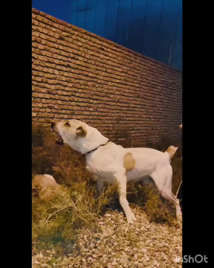 سگ آلابای نر|سگ|گنبد کاووس, |دیوار