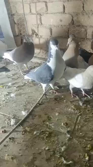 کفتر فروشی|پرنده|بهاباد, |دیوار