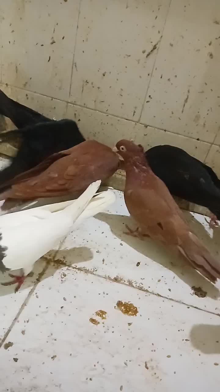 پرنده کبوتر|پرنده|بندر امام خمینی, |دیوار