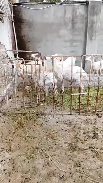 بزسانن|حیوانات مزرعه|تولم شهر, |دیوار