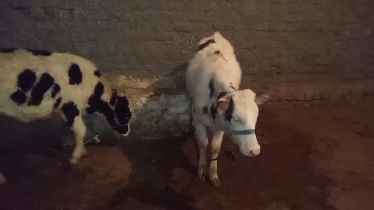 چهار عدد گوساله جنس درجه یک|حیوانات مزرعه|کوهدشت, |دیوار