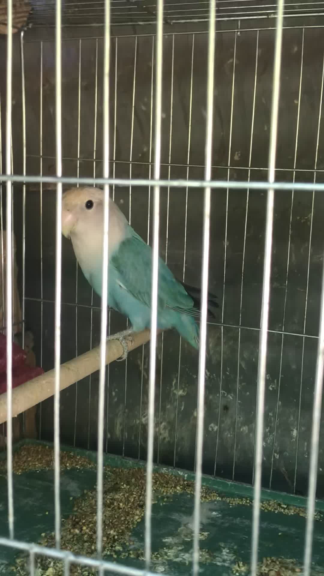 طوطی کوتوله ماده|پرنده|داراب, |دیوار