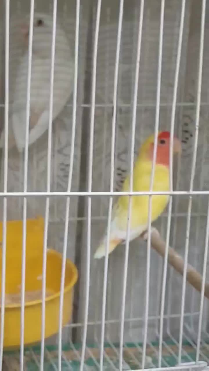 ۷جفت مولد با۴تاجوجه فوری تا۱۲شب|پرنده|اصفهان, شیخ اشراق|دیوار