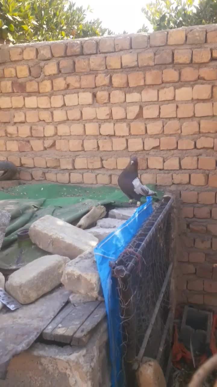 نر سینه تافته ای بزن|پرنده|سیدان, |دیوار