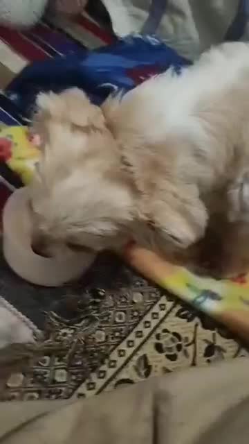 گمشده شهر ساوه قائم 15|سگ|قم, پردیسان|دیوار