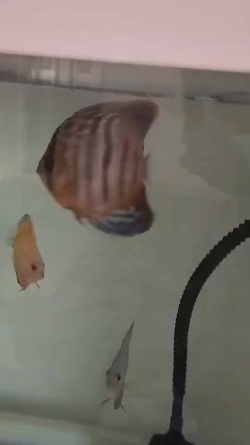 ماهی دیسکس|ماهی|شهریار, شهرک شاهد|دیوار