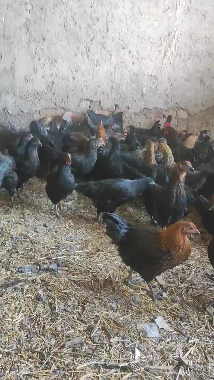 مرغ و خروس|حیوانات مزرعه|قم, مهدی آباد|دیوار