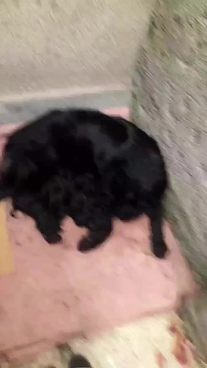 سگ ژرمن بلک موبلند ماده ۲ساله|سگ|بجنورد, |دیوار