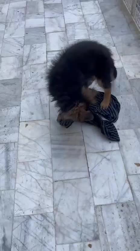 ژرمن شولاین مو بلد 3ماهه|سگ|نیشابور, هفده شهریور|دیوار