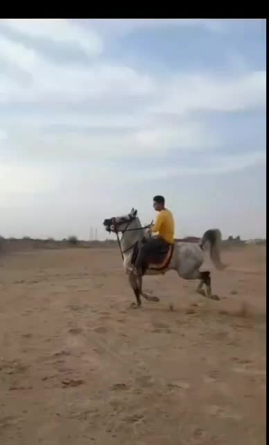 اسب کرد|اسب و تجهیزات اسب‌سواری|شهرکرد, |دیوار