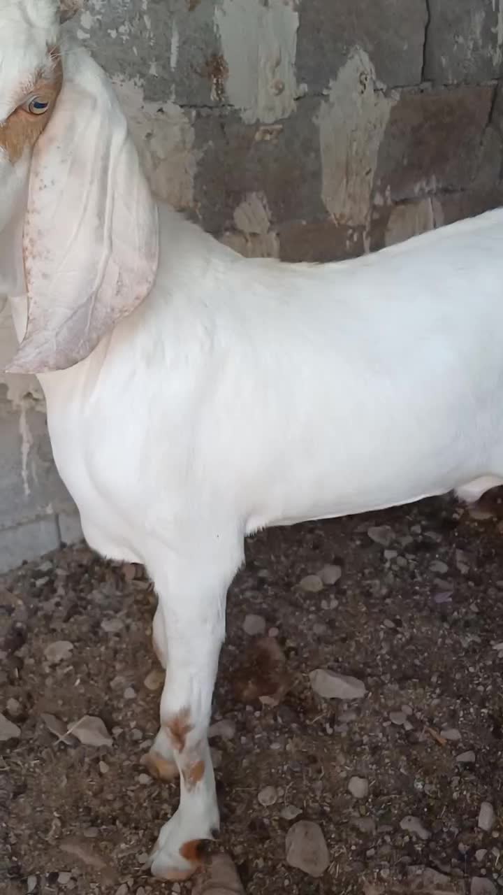 سلام فروش نری گلابی|حیوانات مزرعه|بندرلنگه, |دیوار