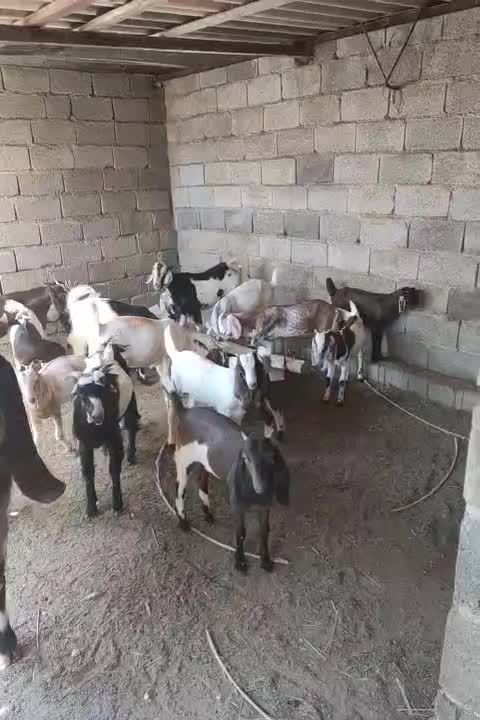 کهره نر و ماده با هم گوشتی|حیوانات مزرعه|لامرد, |دیوار