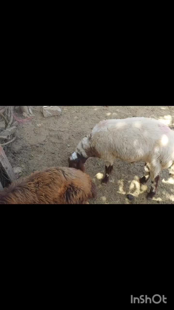قوچ نژادمهربان و نژادکوردی|حیوانات مزرعه|جوانرود, |دیوار