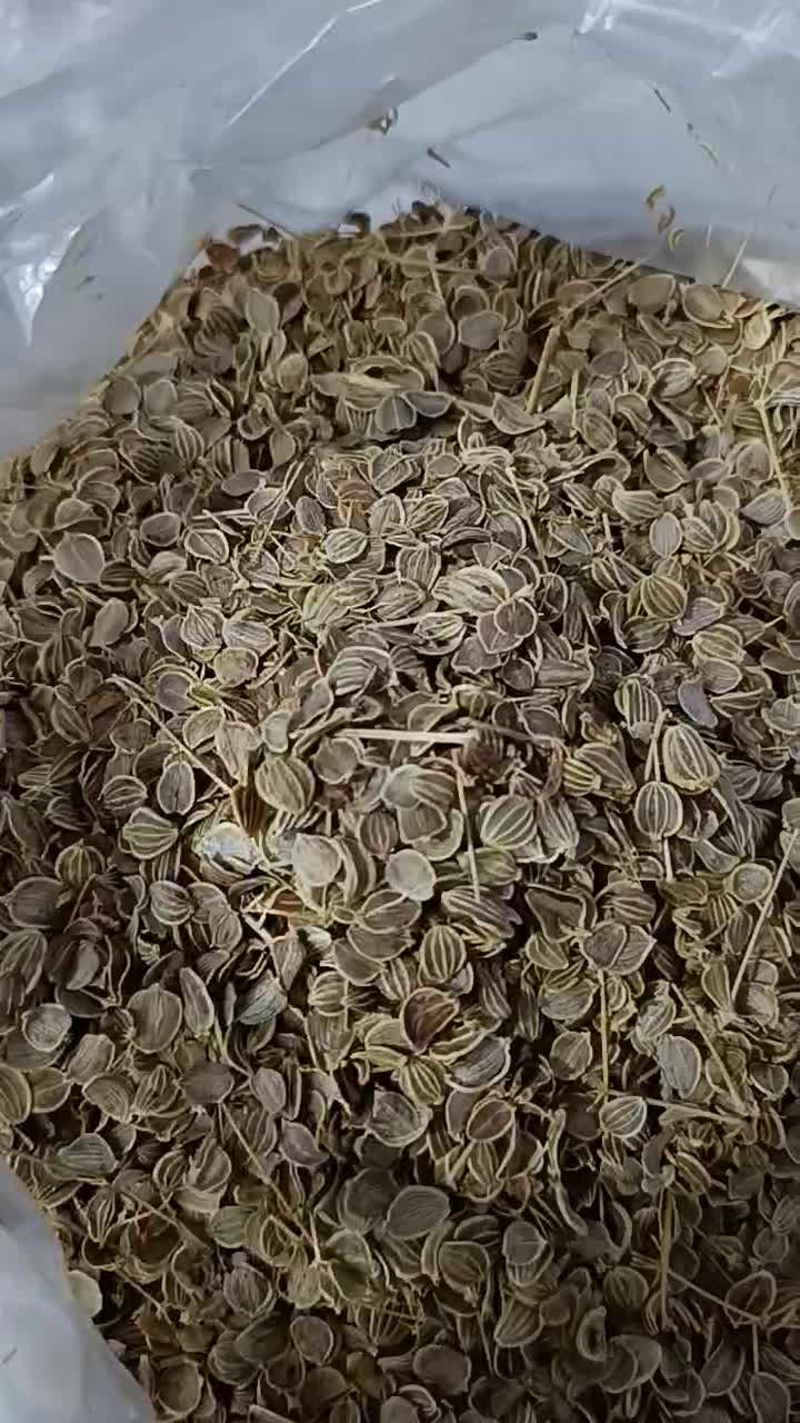 بذر کرفس، بنسرخ، چویل، موسیر کوهی|عمده‌فروشی|کوهرنگ, |دیوار