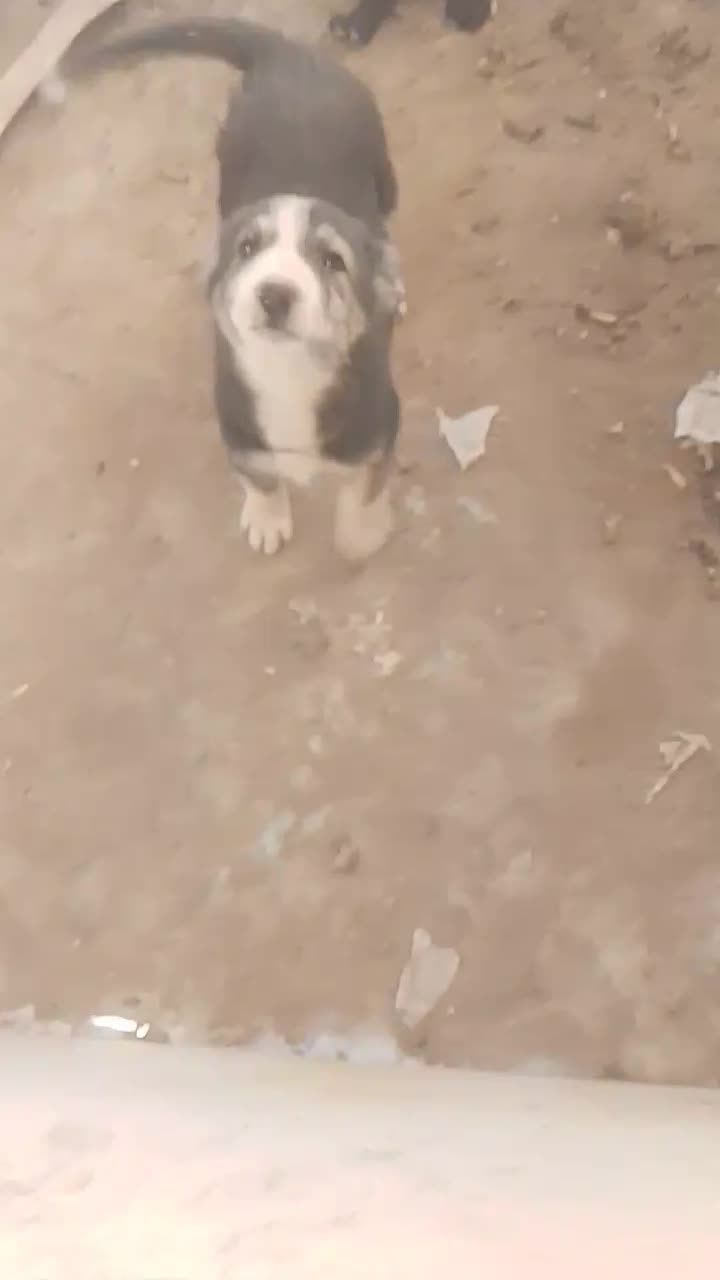 سگ افغان|سگ|مشهد, همت آباد|دیوار