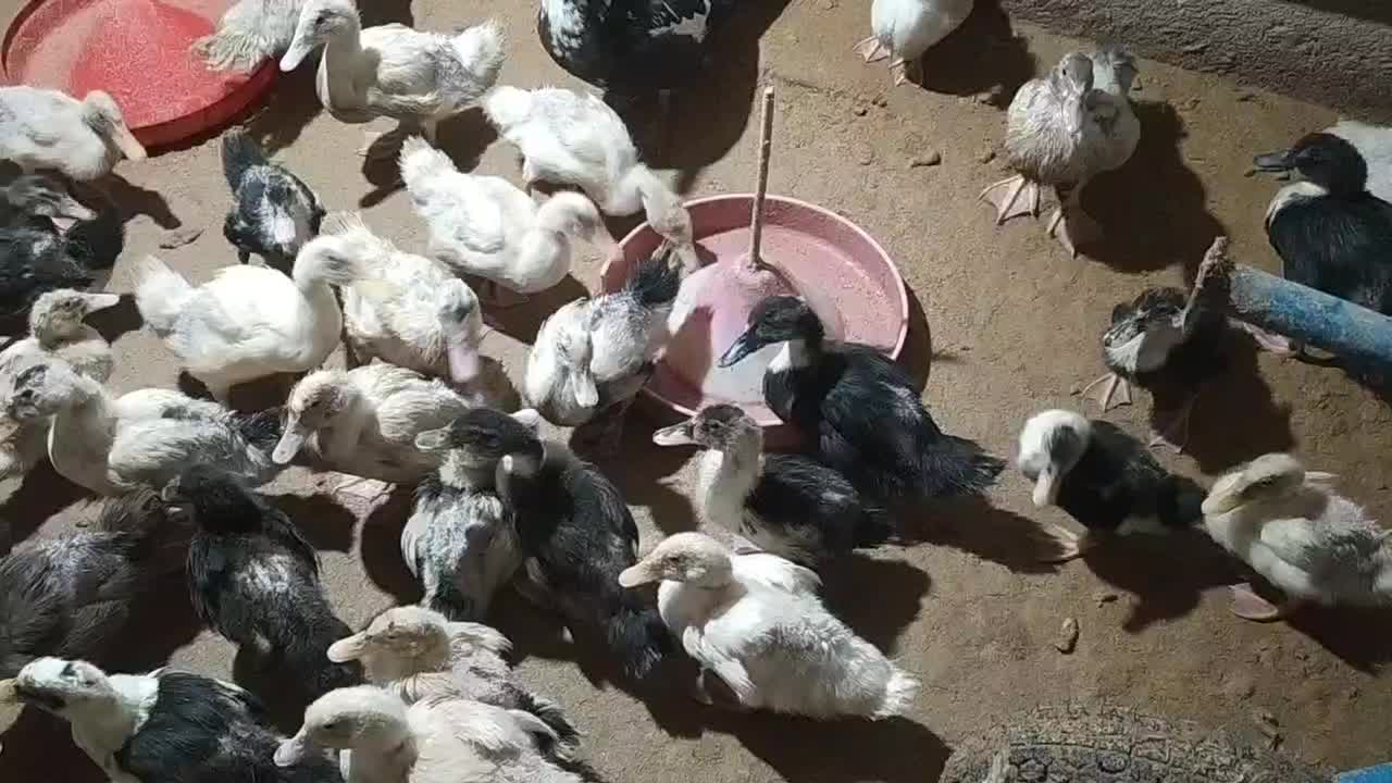 اردک گوشتی|حیوانات مزرعه|فاضل آباد, |دیوار