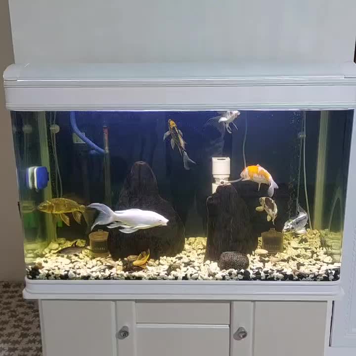 ماهی کوی|ماهی|تهران, کیانشهر|دیوار