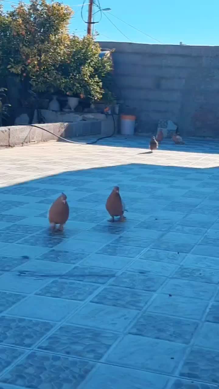 کفتر سینه زرد پرتقالی|پرنده|کوار, |دیوار