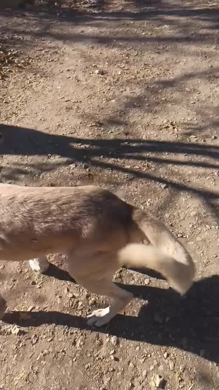 سگ پژدر|سگ|خنداب, |دیوار